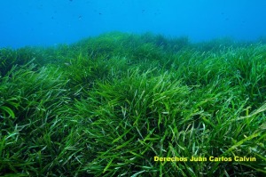 Figura 5. El paisaje pradera de Posidonia oceanica presenta el mismo aspecto, el que refleja la fotografa, menos en los fondos ms influenciados por el ncleo urbano de guilas