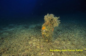 Figura 4. Aspecto del paisaje fondos detrticos entre la Isla del Fraile y Cabo Cope, presentando un gran desarrollo de algas calcreas de vida libre