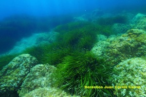 Figura 6. Mezcla tpica de roca iluminada y pradera de Posidonia, propia de las zonas ms superficiales de todo el tramo