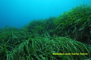 Figura 5. El paisaje pradera de Posidonia oceanica presenta el mismo buen aspecto en todo el tramo