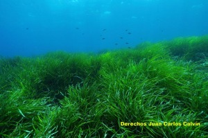 Figura 2. El paisaje pradera de Posidonia oceanica presenta el mismo buen aspecto en todo el tramo