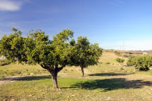 Gauelas  - Juan de la Cruz