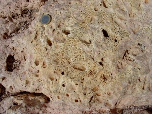 Detalle del parche arrecifal de corales que forma los cimientos de la torre del Homenaje. Indican aguas poco profundas y limpias y clima tropical. Los agujeros los originaron bivalvos litfagos