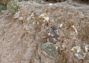 El casco urbano de Aledo clava sus cimientos en las rocas de un delta de hace siete millones de aos. En la foto se ven fragmentos de fsiles de aquellas playas junto con rocas paleozoicas 