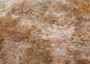 La diversidad paleontolgica del Terciario es muy importante en Aledo. Se pueden encontrar fsiles de una belleza sin igual. En la foto dos ejemplares de grandes erizos marinos (Clypeaster sp.)