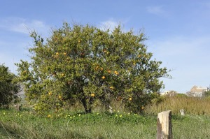 Torre del Junco 