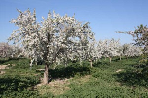 Campo de almendros en Sucina