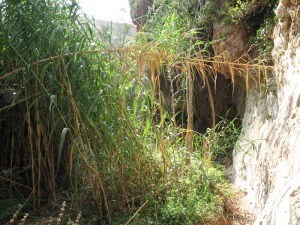 Humedad, abrigos y sombra generan una densa vegetacin que dificultan la entrada a la cueva de la Mauta 