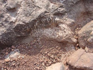 Una colonia de coral bien conservada del entorno de la rambla de los Molinos 