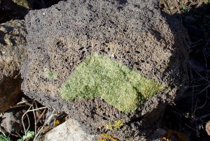 Xenolito de peridotita tipo lherzolita con cristales de olivino incluido en los basaltos de Tallante (Cartagena) 
