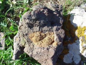 Xenolito de peridotita tipo lherzolita con cristales de olivino alterados, incluido en los basaltos de Tallante (Cartagena) 