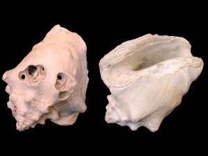 Los gasterpodos suelen tener una concha formada por aragonito que durante la fosilizacin se transforma en calcita. Conchas de Strombus bubonius del Pleistoceno de Cartagena 