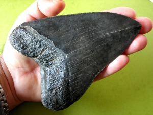 Diente fosilizado de un tiburn (Carcharodon megalodon). 