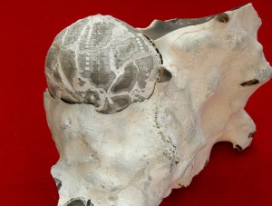 Erizo de mar (Echinolampas sp.) fosilizado por la sustitucin parcial de la calcita original de su caparazn por slice.