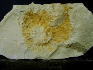 Molde externo de un ammonites ( Olcostephanus sp.) del Cretcico inferior de Fortuna. .  