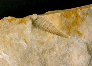 Molde externo de gasterpodo del Mioceno superior de Molina de Segura. Ejemplar del Aula de la Naturaleza del Rellano (Molina de Segura). 
