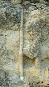 Bioturbacin vertical (molde de la galera excavada por un invertebrado en los sedimentos marinos). Mioceno superior de Murcia.