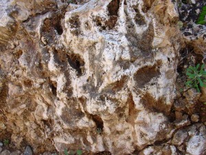 Al comenzar el descenso, se encuentran corales que avalan el origen marino de las rocas de este entorno, rocas con unos ocho millones de aos 