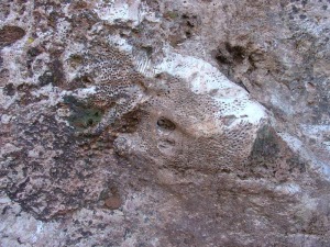 Detalle de un coral de la Agualeja. Los fósiles son patrimonio de todos los murcianos y como tal están protegidos por la ley de Patrimonio Cultural de Murcia 