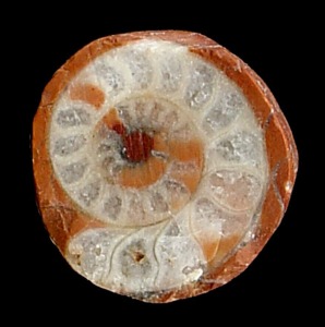 Seccin de un ammonites donde se aprecian muy bien los tabiques que dividen la concha transversalmente y las cmaras donde ha recristalizado calcita. 