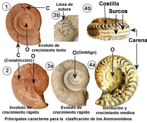 Principales caracteres para la clasificacin de ammonites.  
