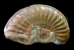 Fragmento de un ammonites (Amaltheus sp.) con carena cordada. Ejemplar de la Coleccin del Departamento de Geologa de la Universidad de Murcia. 