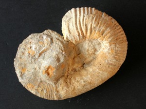 Ejemplar de ammonites heteromorfo de tipo escafitoide.