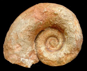 Lytoceras sp., del Jursico medio de Fortuna. Obsrvese la  carencia de ornamentacin y su crecimiento rpido y muy evoluto.  =  10 cm. 