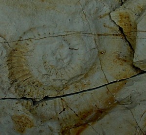 Crioceratites sp. Ejemplar del Cretcico de Caravaca. Obsrvese la carencia de involucin y las dos filas de tubrculos que unen las costillas.  =  6 cm.