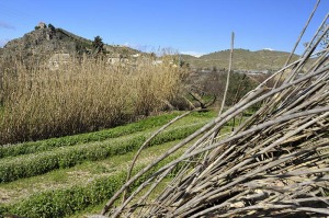 Caada de Canara (Cehegn) 