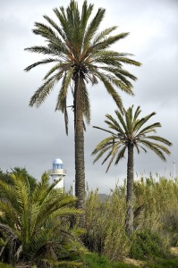 Palmeras de El Alamillo [El Alamillo]