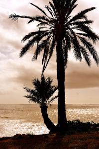 Playa de El Alamillo 