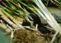 Galapago Leproso (Fauna de los Humedales)