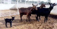 Cabras murciano-granadinas. UM.es