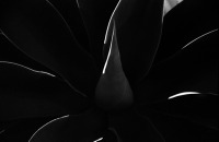 Textura Flor