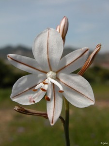 Detalle de la flor del gamoncillo (Asphodelus ayardii)