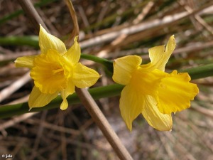 Sierra de Villafuerte