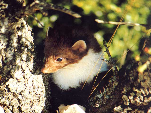 Garduña en Calblanque