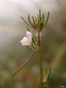 El Puntarrn