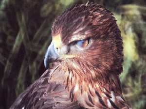 Aguila Perdicera en Calblanque