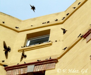 Aviones roquero