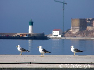 Gaviota patiamarilla