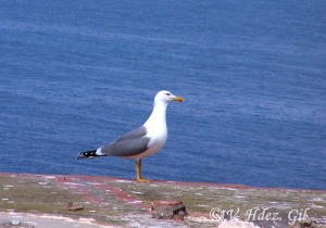 Gaviota patiamarilla