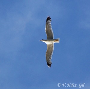 Gaviota patiamarilla