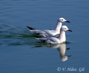 Gaviota picofina