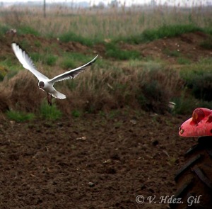 Gaviota reidora