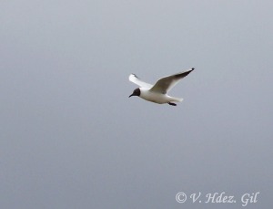 Gaviota reidora