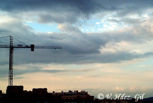 Gaviotas reidora a su paso por Murcia