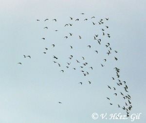 Gaviotas reidora sobrevolando Murcia