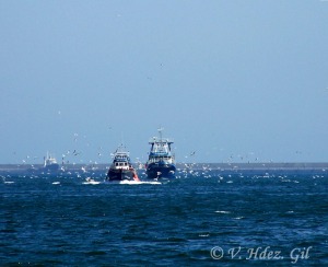 Gaviotas